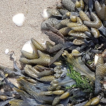 Haus Am Meer Eckwarden Butjadingen Eksteriør billede